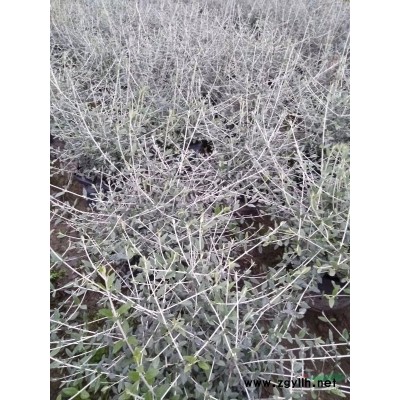 供应金叶六道木容器苗，H25左右，数量20000棵质量保证