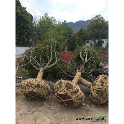 供应果岭草草皮5万方，数量足，价格实惠量大从优
