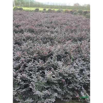 供应大叶黄杨地栽苗，H45左右苗子粗壮，数量5万棵，质量保证
