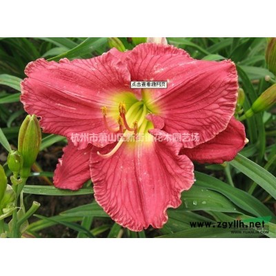 低价直销 退林还耕 退林还田 处理海桐球P100-150 大叶黄杨球P100