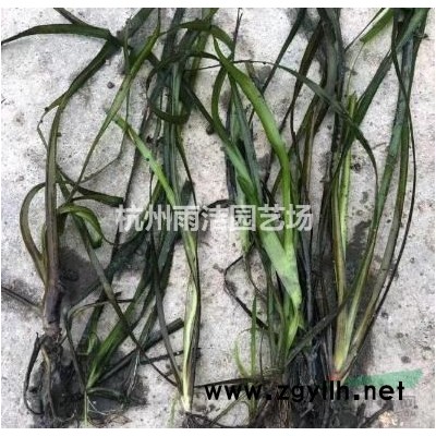 苗圃直销各类小苗 金边黄杨秧苗 大叶黄杨秧苗 海桐秧苗 女贞秧苗等各类秧苗小苗