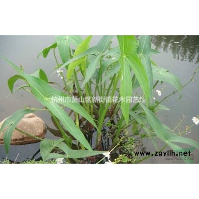 供应水生植物、地被植物、色块小苗、时令草花等肾蕨,海桐,荻,亚菊