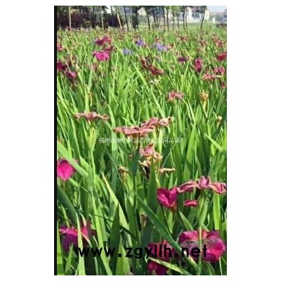 基地各类草花盆栽 大量出售彩叶杞柳球 水果篮球大量