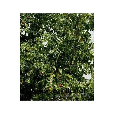 苗圃直销 精品塔形龙柏3-4层 造型龙柏