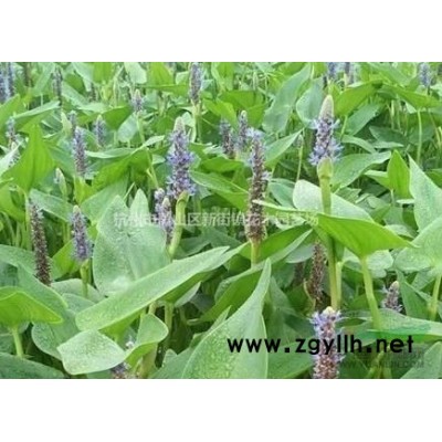 大量供应中华木绣球H120 P100 H150  P120 H180-200 P150  P200米