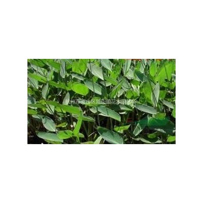 供应直供夹竹桃 各规格夹竹桃 ，八仙花地栽 毛球等