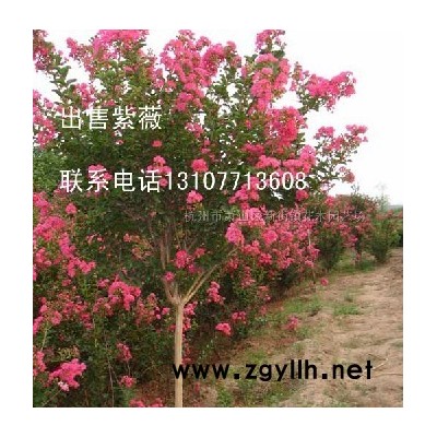 供应红叶桃 红叶花桃 红叶碧桃