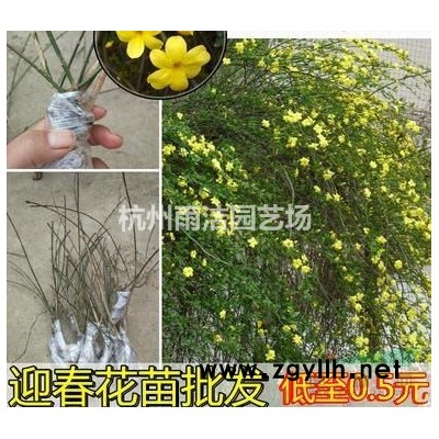 低价供应六道木小杯 大杯 毛球 色块 地栽 规格* 欢迎新老客户订购