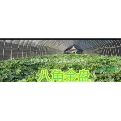 苗圃直销红花继木毛球 小叶栀子毛球 金森贞毛球各类毛球 色块 *低价直销 产地