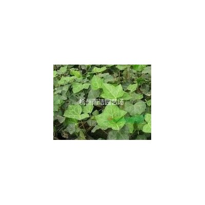 供应白穗狼尾草、大布尼狼尾草、小兔子狼尾草、紫穗狼