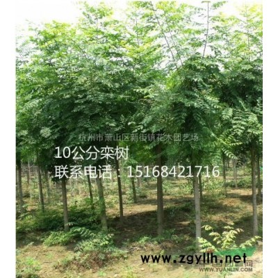 大量供应5公分-15公分鸡爪槭 垂丝海棠