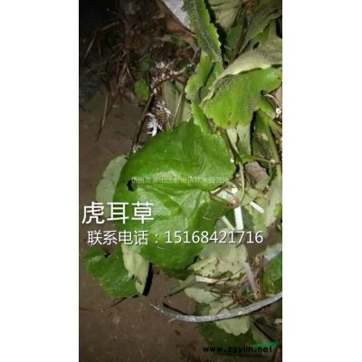 水生植物黑藻 黑藻批发 温丝草 多年生沉水草本 沉水植物黑藻
