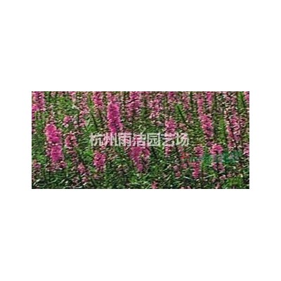 低价水生美人蕉、水生鸢尾、千屈菜