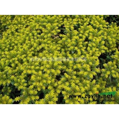 金娃娃萱草种苗 绿化苗耐阴耐寒植物 大花萱草苗金娃娃宿根花卉