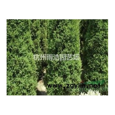 紫花阔叶麦冬中叶麦冬四季常青庭院绿化地被植物沿阶草工程绿化苗