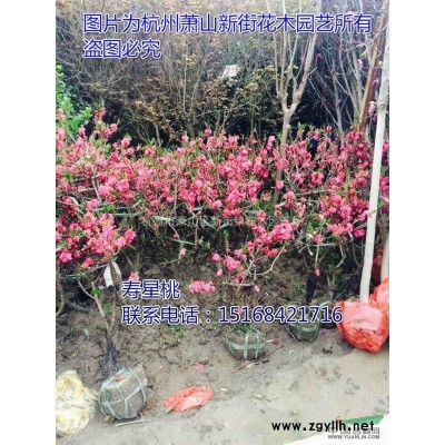 玉簪花苗室内外盆栽多年生东北耐寒庭院绿化植物白鹤仙青叶玉簪花