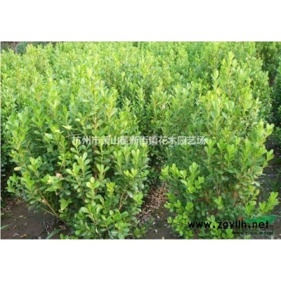 直销 金丝桃小苗五心花 金丝海棠 彩色盆景 盆栽花卉