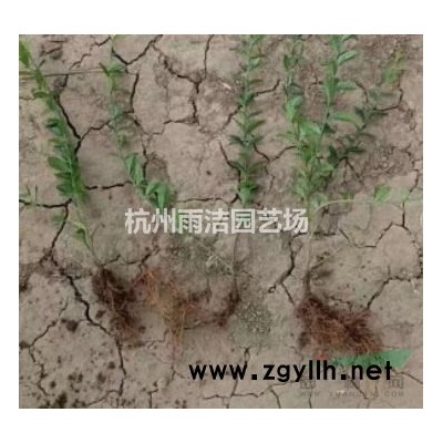 直销 盆栽花比利时西洋杜鹃花映山红室内花卉盆景