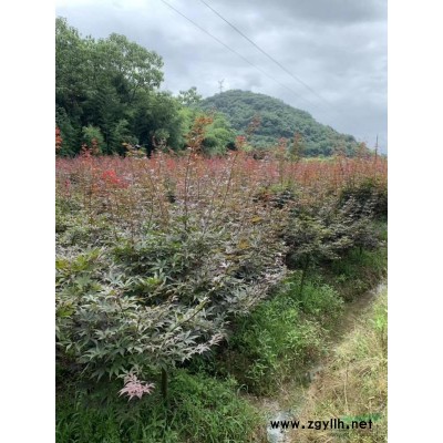 浙江羽毛枫/嵊州羽毛枫/斜飘羽毛枫/羽毛枫价格/羽毛枫供应