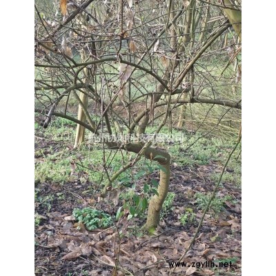 供应精品3-25公分日本红枫红舞姬出售