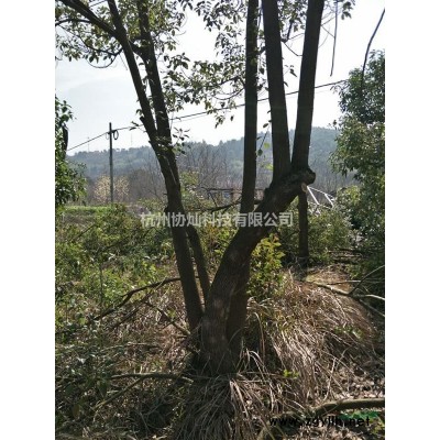 供应精品拖地羽毛枫规格5-15公分