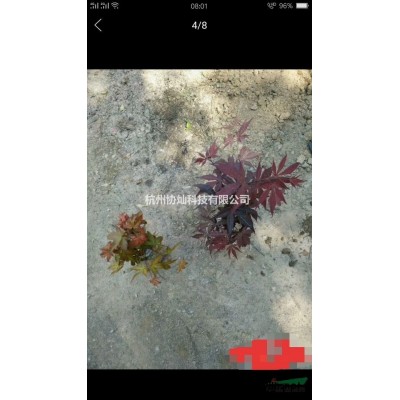 供应青羽毛枫与红羽毛枫规格5-20公分