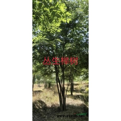 浙江精品朴树2