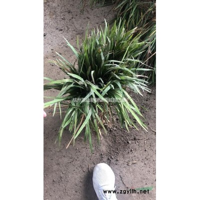 金叶大花六道木