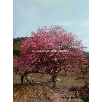 5-18公分樱花价格表 樱花种植基地 樱花哪里便宜