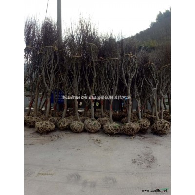 大小规格羽毛枫基地，浙江羽毛枫，宁波羽毛枫