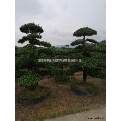 造型罗汉松行情报价/造型罗汉松图片展示