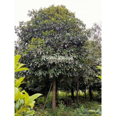 浙江供应刨花楠10-30公分 刨花楠开化哪里有卖？哪里便宜？