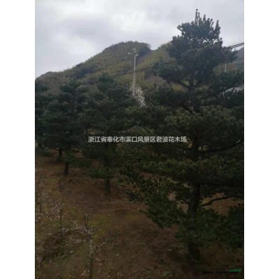 今年红枫价格走势怎样，红枫市场前景如何？红枫在绿化中的重要性