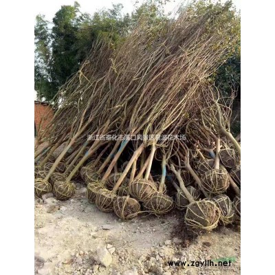 浙江宁波地区常年供应3-15公分红枫