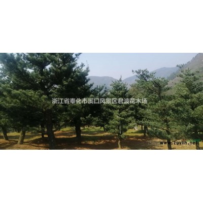 五针松3供应/五针松3图片