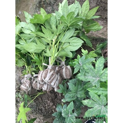 浙江红玉兰起苗现场 今年红玉兰哪里便宜 我苗圃红玉兰价格便宜