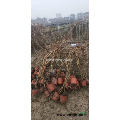 今年哪里的黄花美人蕉价格便宜 我苗木黄花美人蕉大量便宜出售