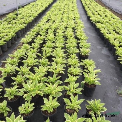 供应红白黄玉兰D3-12公分，数量800棵，质量保证价格实惠