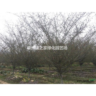 供应西府海棠D3-10公分，数量20000棵，质量好价格实惠