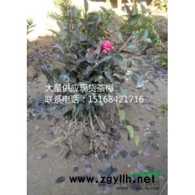 大量供应苦草 黑藻 矮生苦草 矮苦草