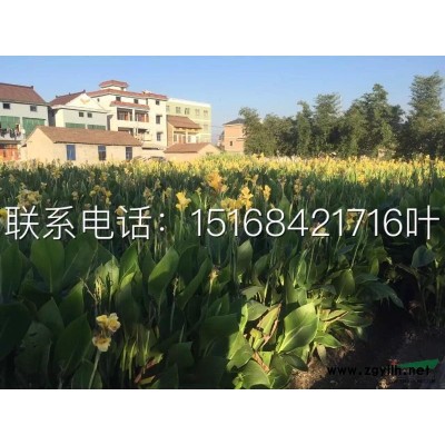 处理苗 海桐球 大叶黄杨球 如图类型 数量还有 欢迎联系