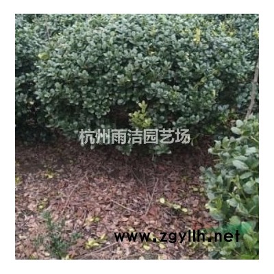 供应各规格细叶芒