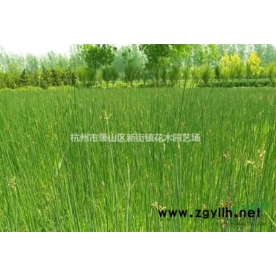 基地草花直销：180杯五色梅