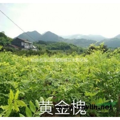 出售各类草花盆栽：120双色杯金姬小蜡毛球