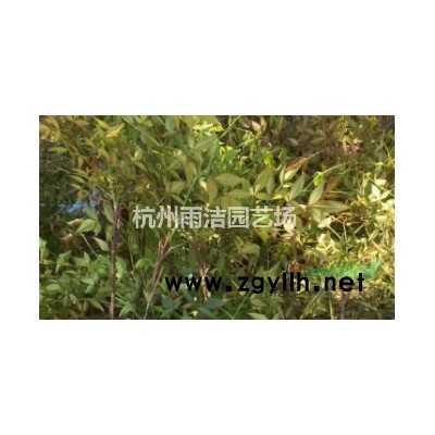 供应金娃娃萱草、鸢尾、玉簪、美人蕉地栽苗