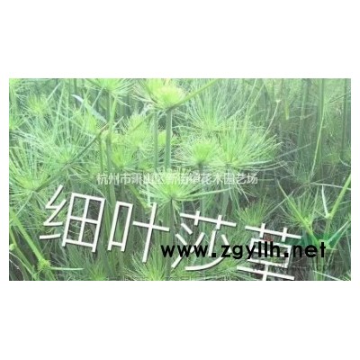 供应果岭草、黑麦草、百慕大、四季青草坪