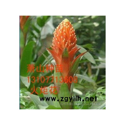 苗圃直销 低价供应日本红枫4到6公分