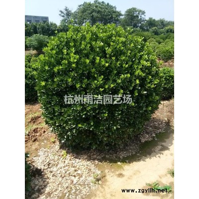 供应大叶黄杨柱子h100-120-150-180