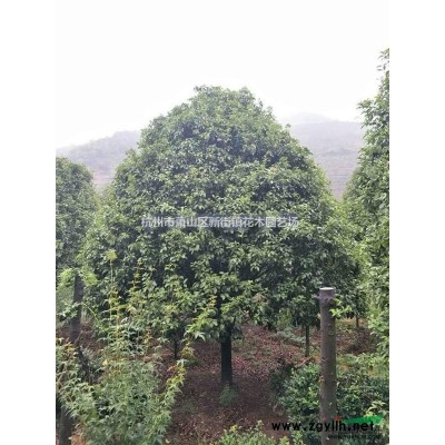 大量供应大叶黄杨球P1-4米 海桐球P1-4米