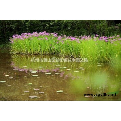 红叶石楠基地批发价格